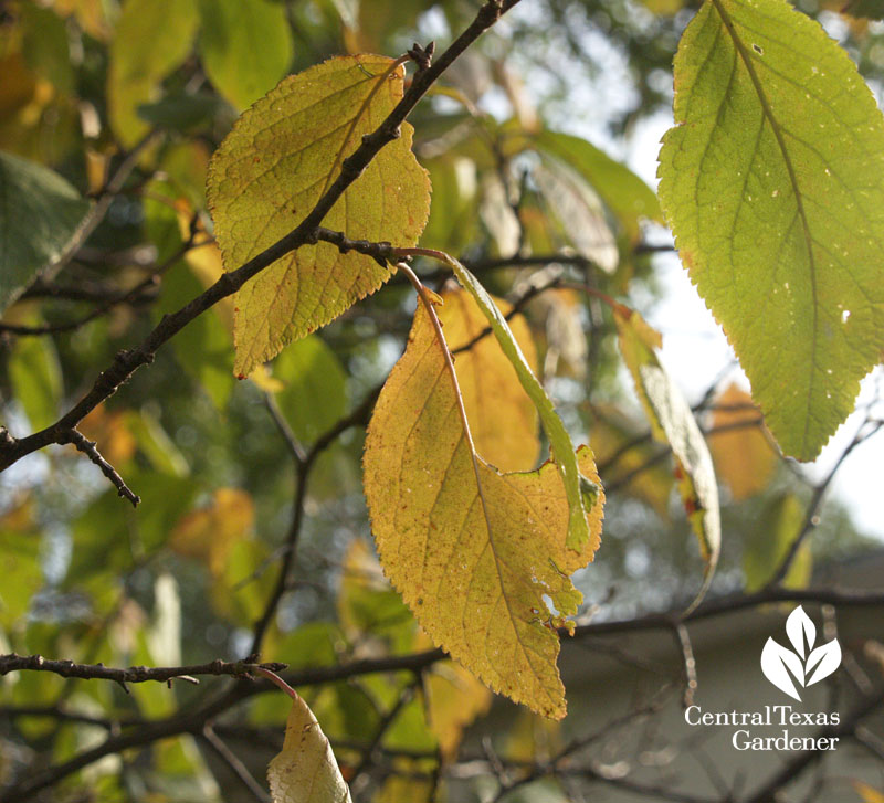 mexican plum fall color 