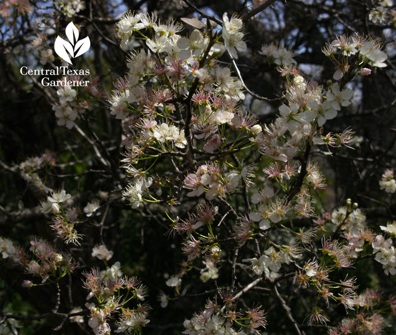 mexican plum flowers central texas gardener 