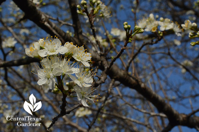 mexican plum native texas plant 