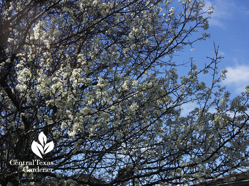 mexican plum native texas tree 