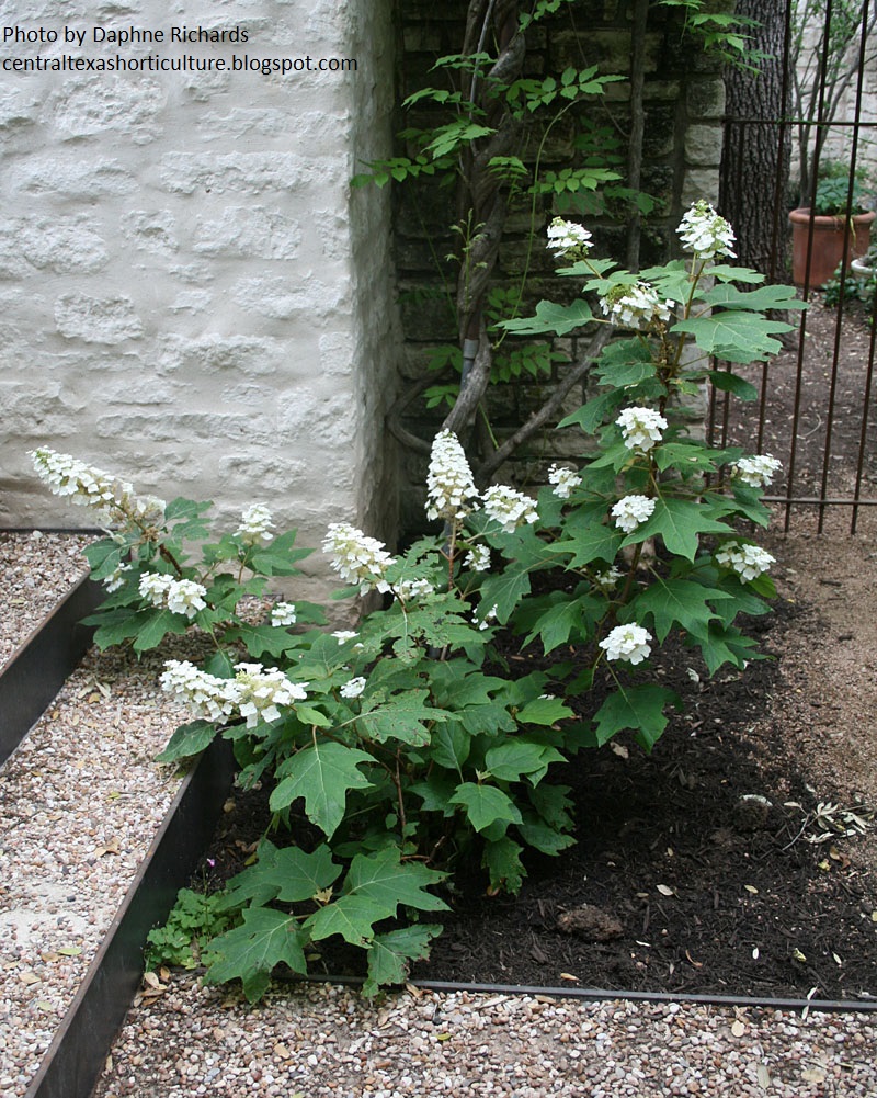 oakleaf hydrangea photo by daphne richards