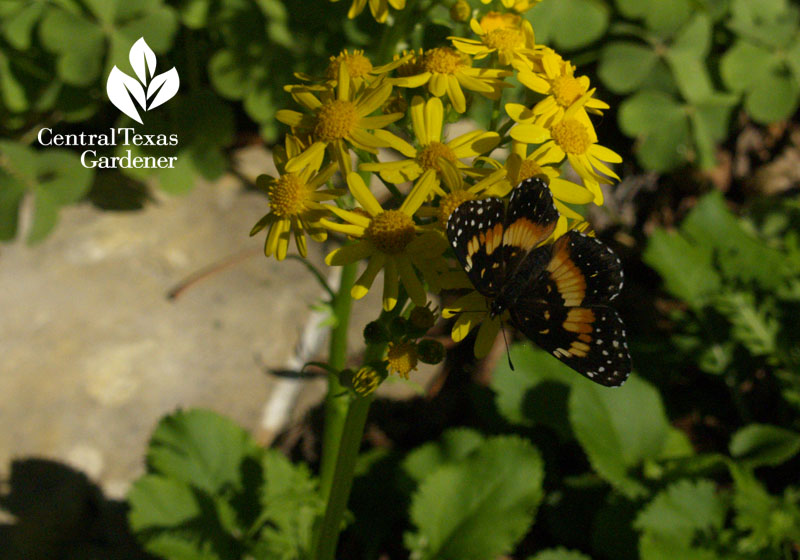 bordered patch butterfly on golden groundsel austin texas