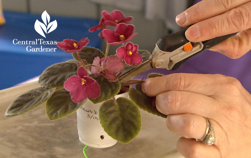 Pruning African violets Central Texas Gardener 