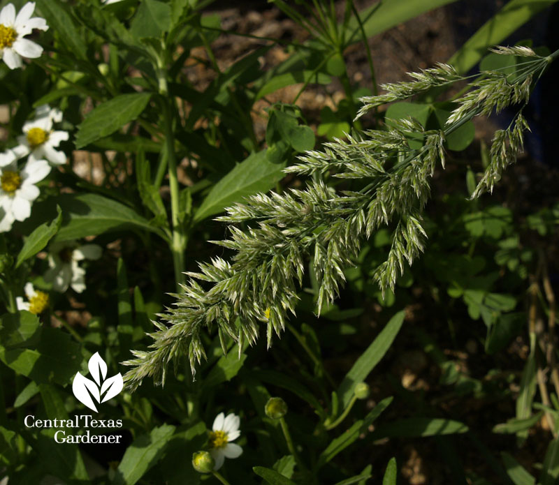 poa arachnifera Texas bluegrass flower