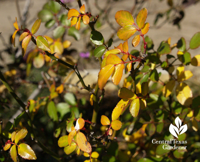 pruning old leaves on roses central texas