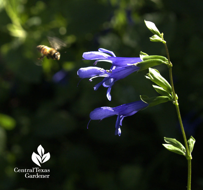 bee going to salvia guaranitica bee going to salvia guaranitica