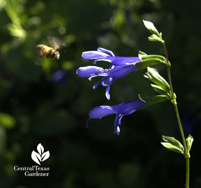 bee going to salvia guaranitica