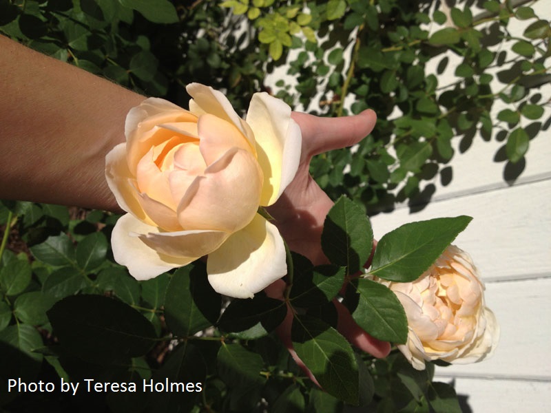 Jude the Obscure rose by Teresa Holmes Central Texas Gardener