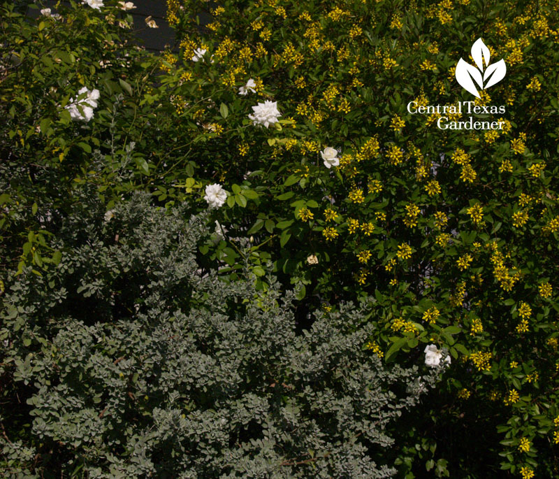 Iceberg rose, thryallis and Texas sage cenizo 