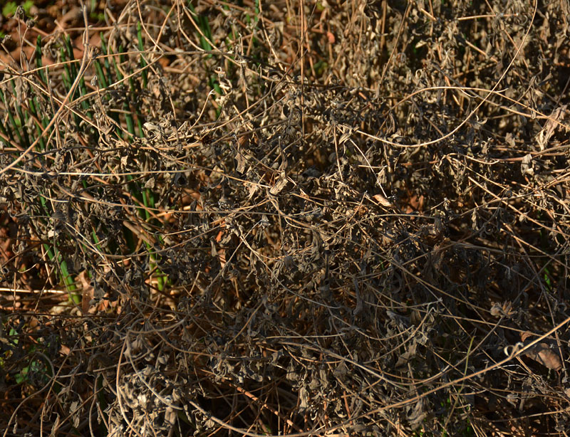 bulbs coming up through frozen zexmenia austin texas