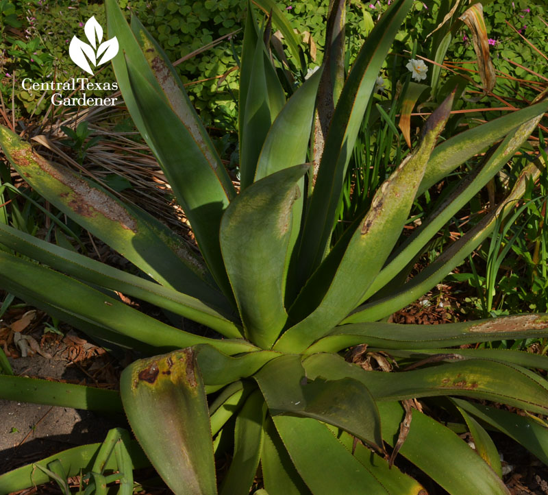 Agave celsii freeze damage austin texas