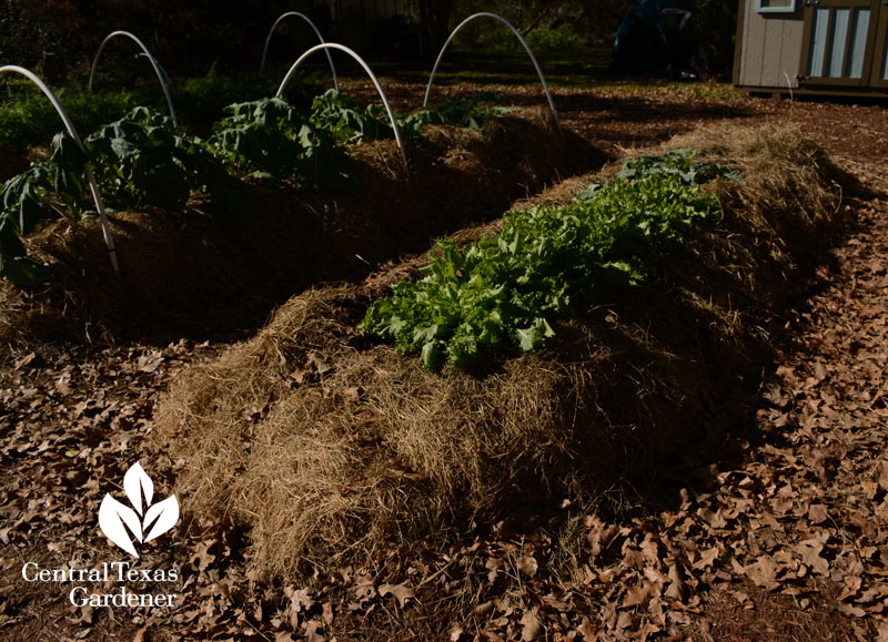 raised organic Texas vegetable garden Ally & Richard Stresing