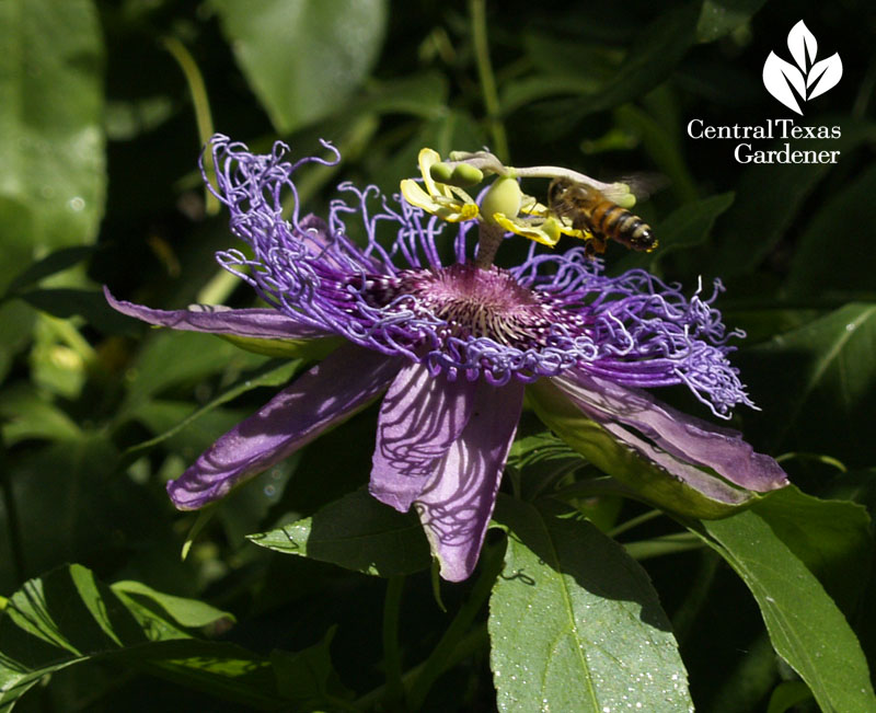 honeybee on passionvine honeybee on passionvine