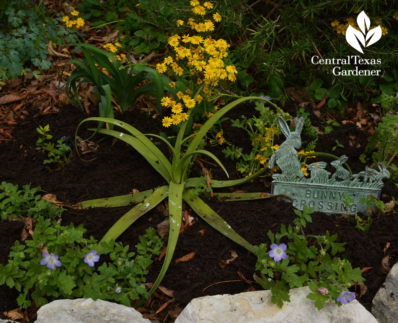 Squid agave with baby blue-eyes and golden groundsel native plants