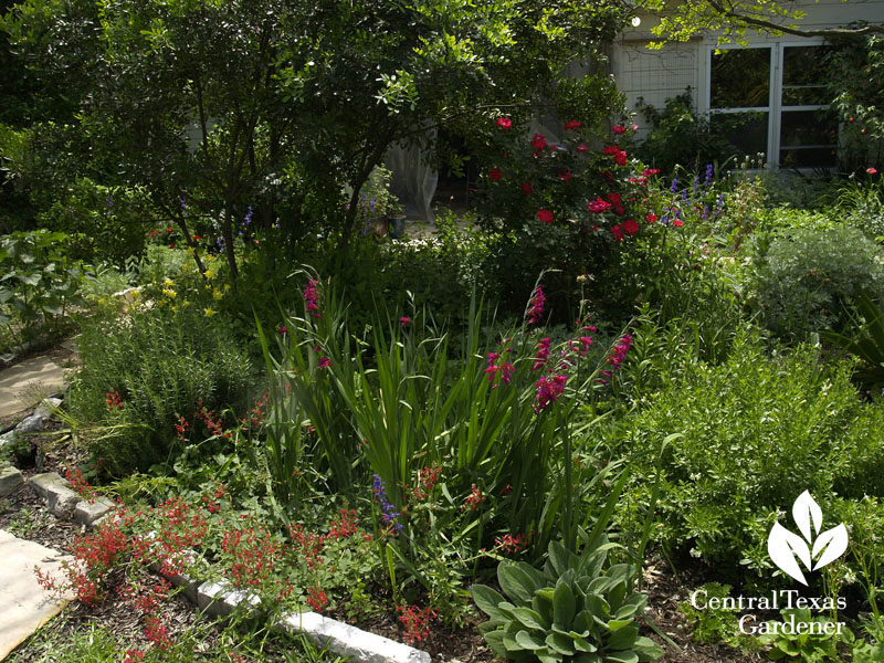 spring garden austin texas spring garden austin texas