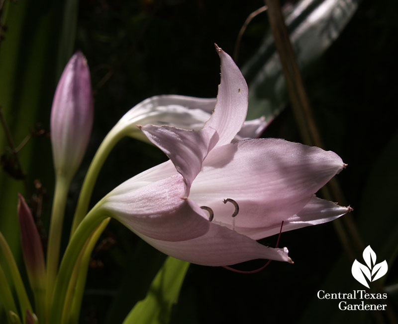 crinum lily austin texas