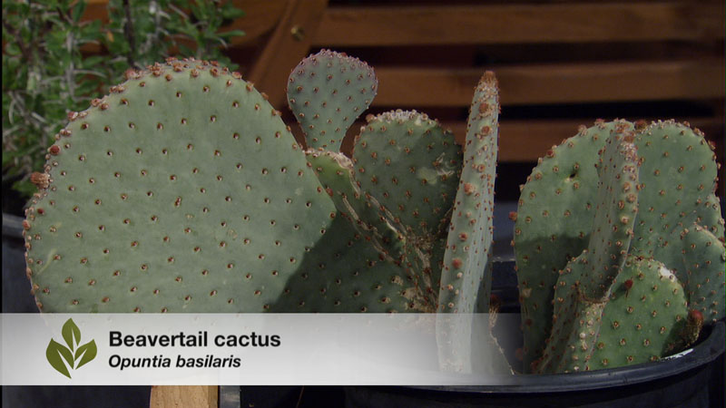 beavertail cactus eric pedley on Central Texas Gardener 