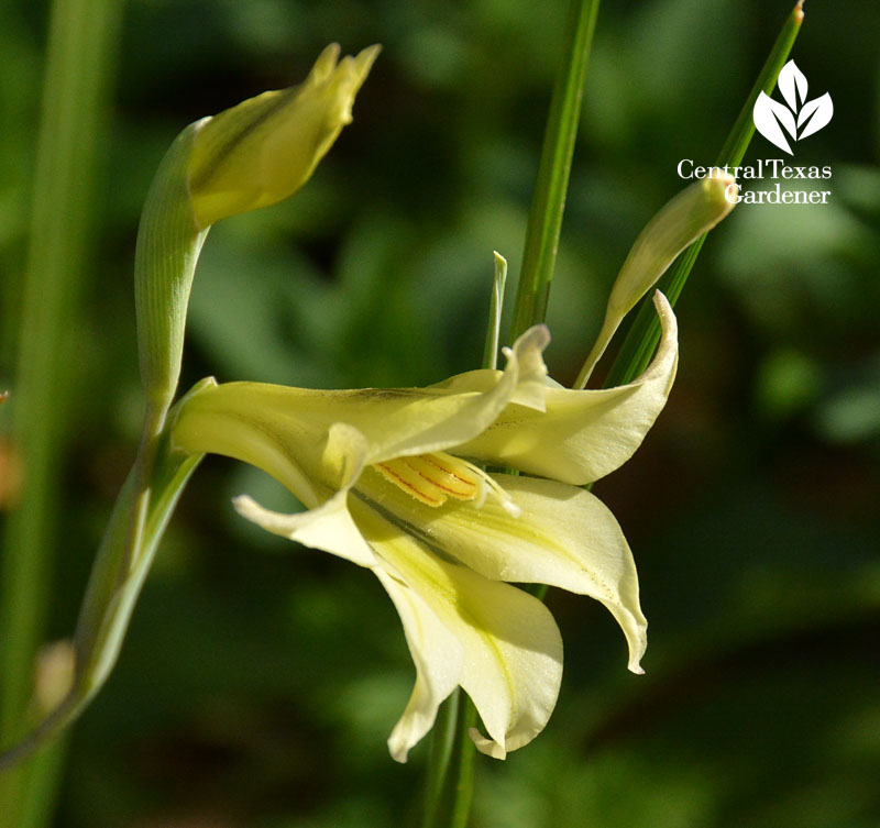 gladiolus tristus central texas