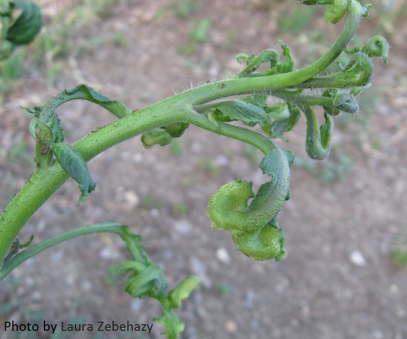 freeze damage on tomato photo by Laura Zebehazy