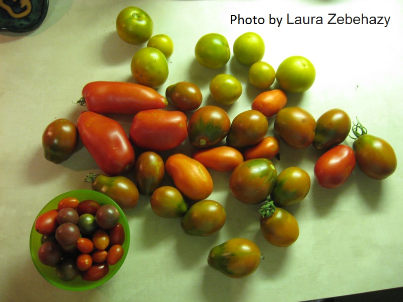 Home-grown tomatoes Photo by Laura Zebehazy