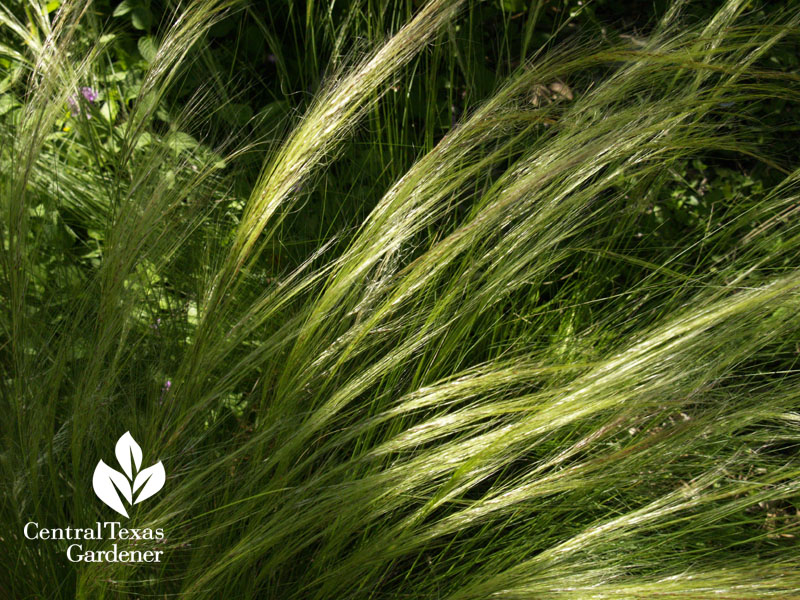 mexican feather grass austin texas 