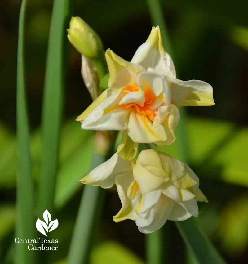 narcissus abba central texas gardener spring