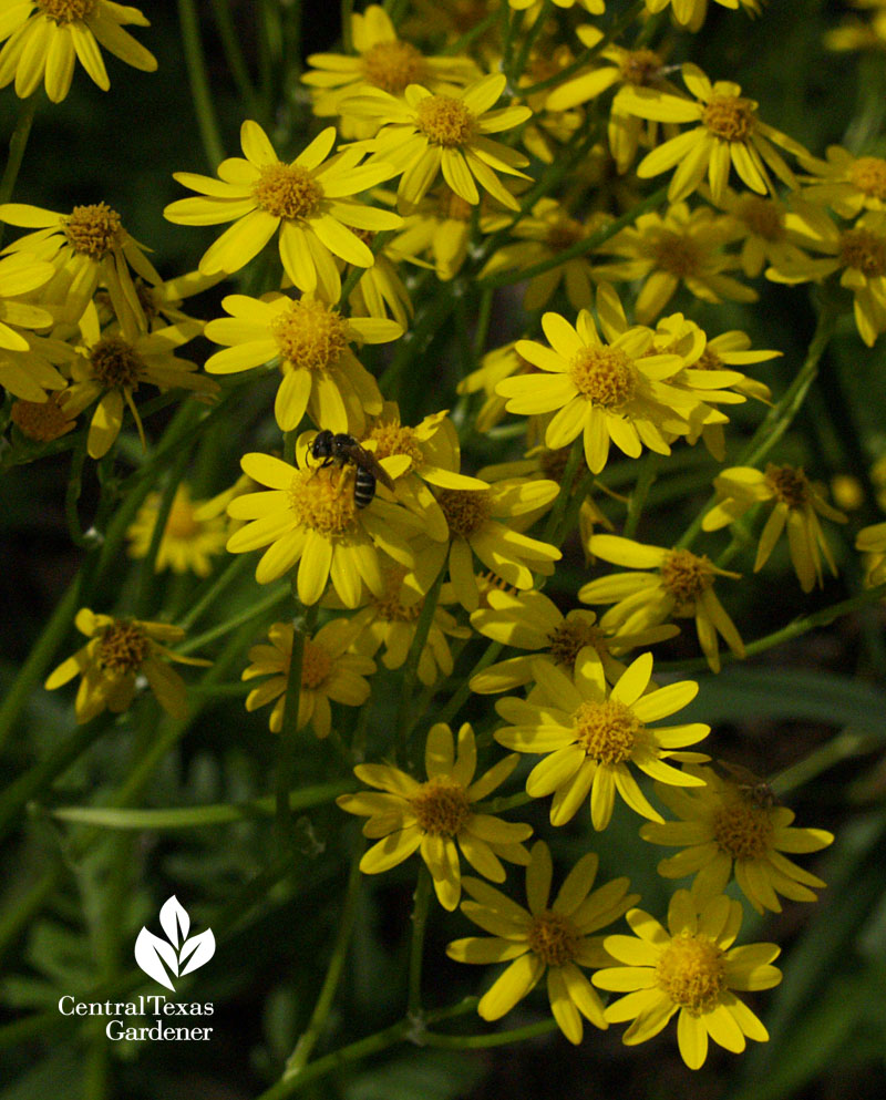 native bee on golden groundsel austin texas 