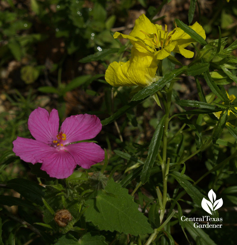 pavonia lasiopetala and calylophus berlandieri native plants 