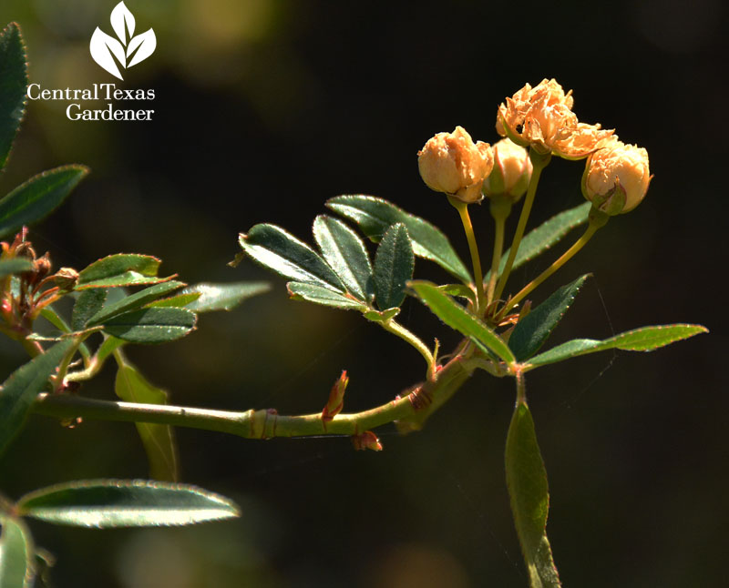 freeze damage Lady Banks rose Central Texas freeze damage Lady Banks rose Central Texas