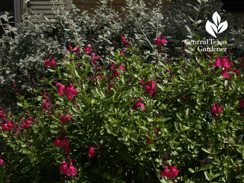 Salvia greggi with silver germander austin texas 