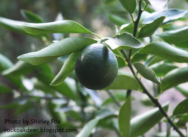 Lemonquat photo by Shirley Fox at Rock-Oak-Deer blog