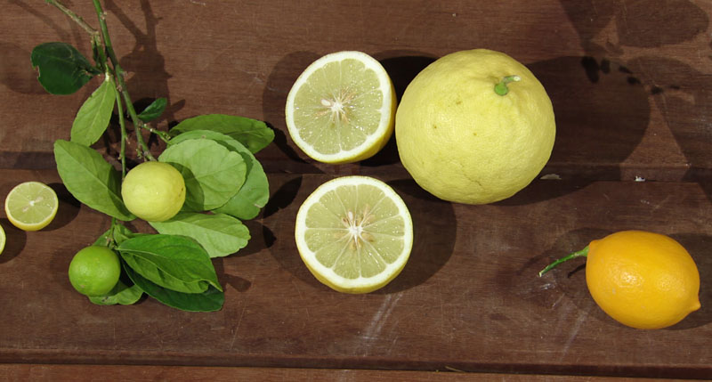 Key lime, ponderosa lemon, Improved Meyer lemon central texas gardener