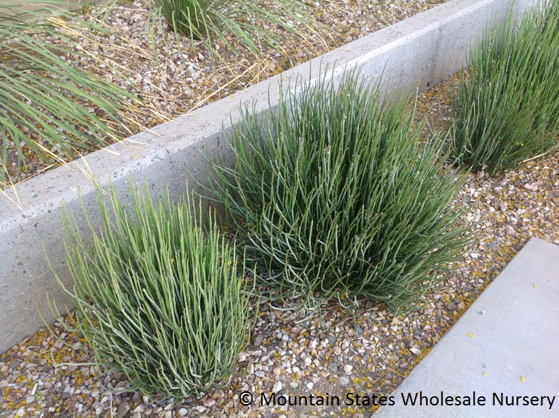 Candelilla Euphorbia antisyphallitica Mountain States Wholesale Nursery