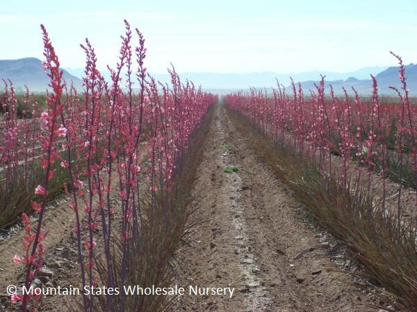 Hesperaloe x Pink Parade Mountain States Nursery