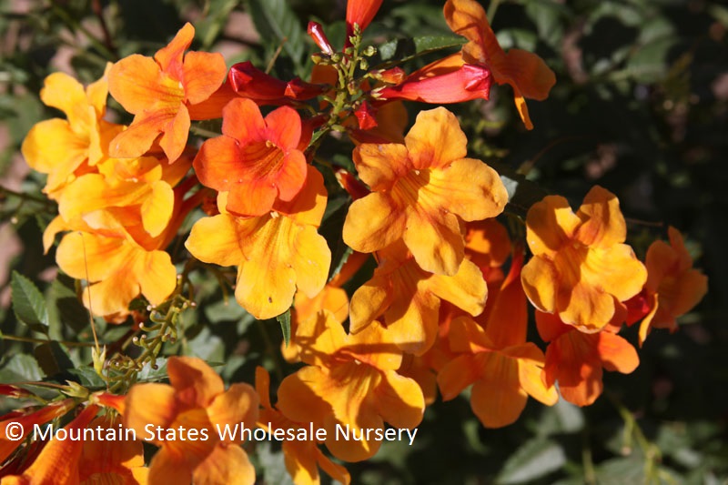 Tecoma x Solar Flare R PPAF Mountain States Wholesale Nursery Tecoma x Solar Flare R PPAF Mountain States Wholesale Nursery