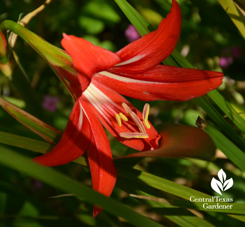 Amaryllis 'San Antonio Rose' Austin garden 