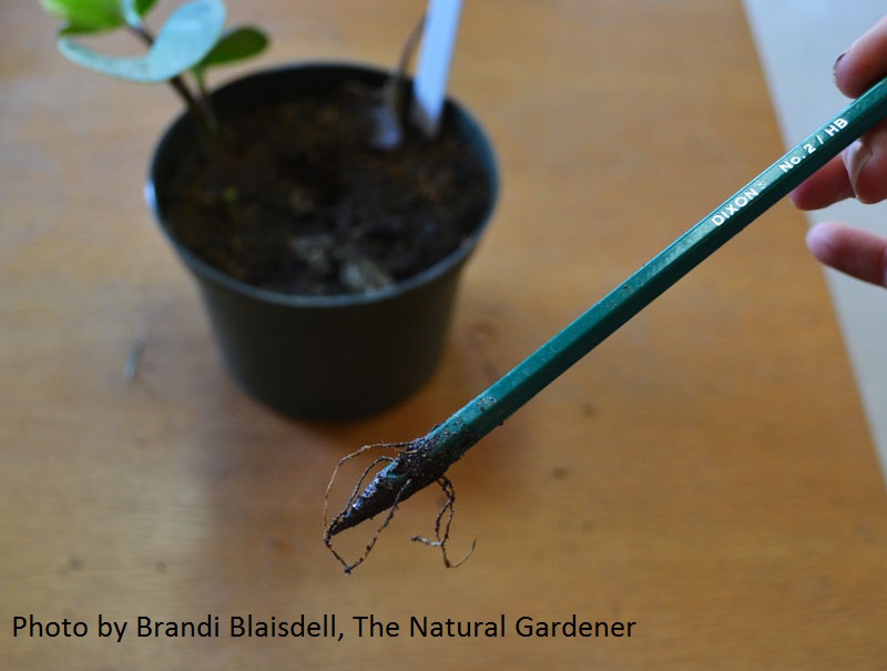 Pencil rooting in soil picture by The Natural Gardener Austin Texas 