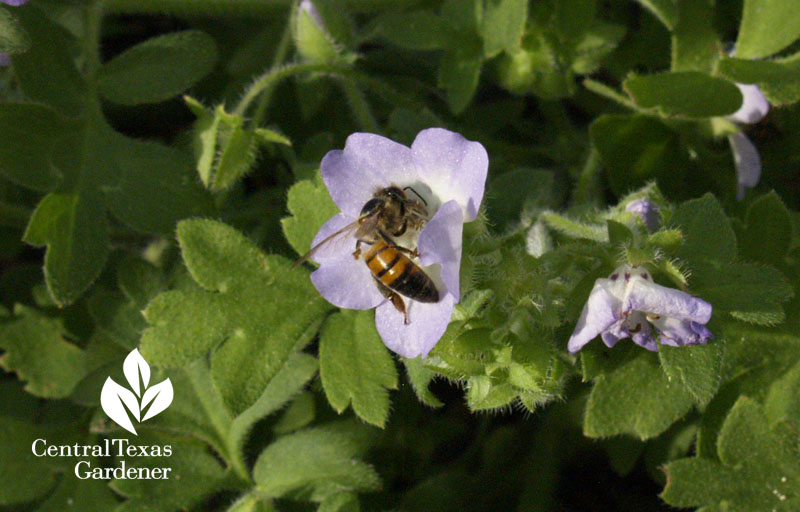 bee on native baby blue eyes annual bee on native baby blue eyes annual