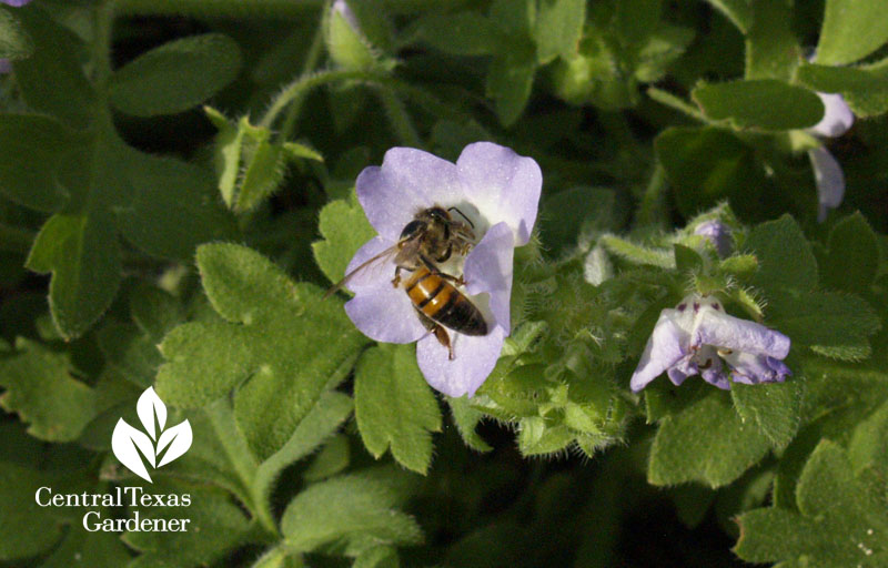 bee on native baby blue eyes annual 