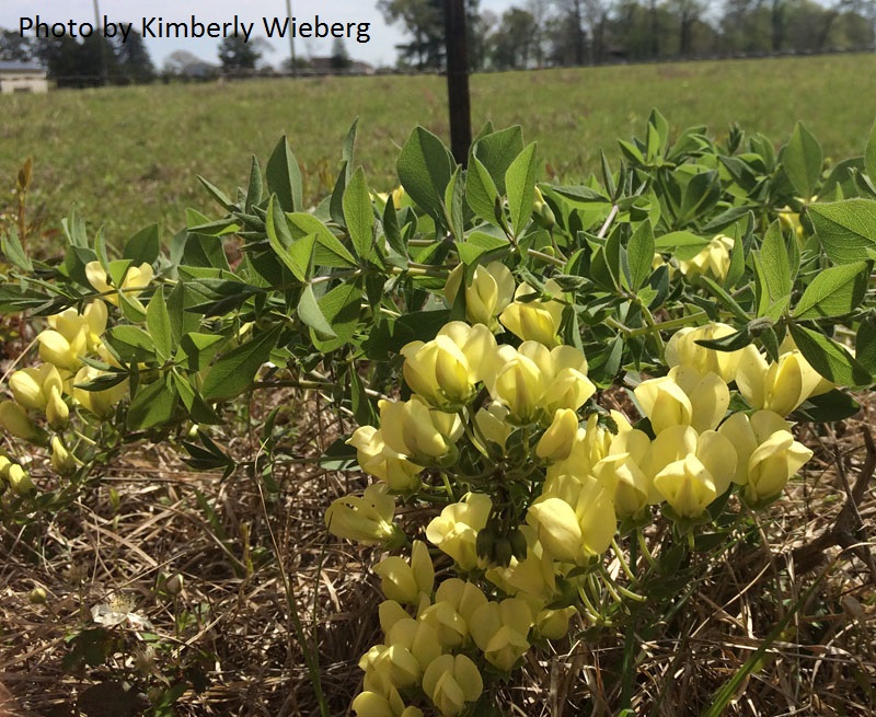 baptisia bracteata wildflower 