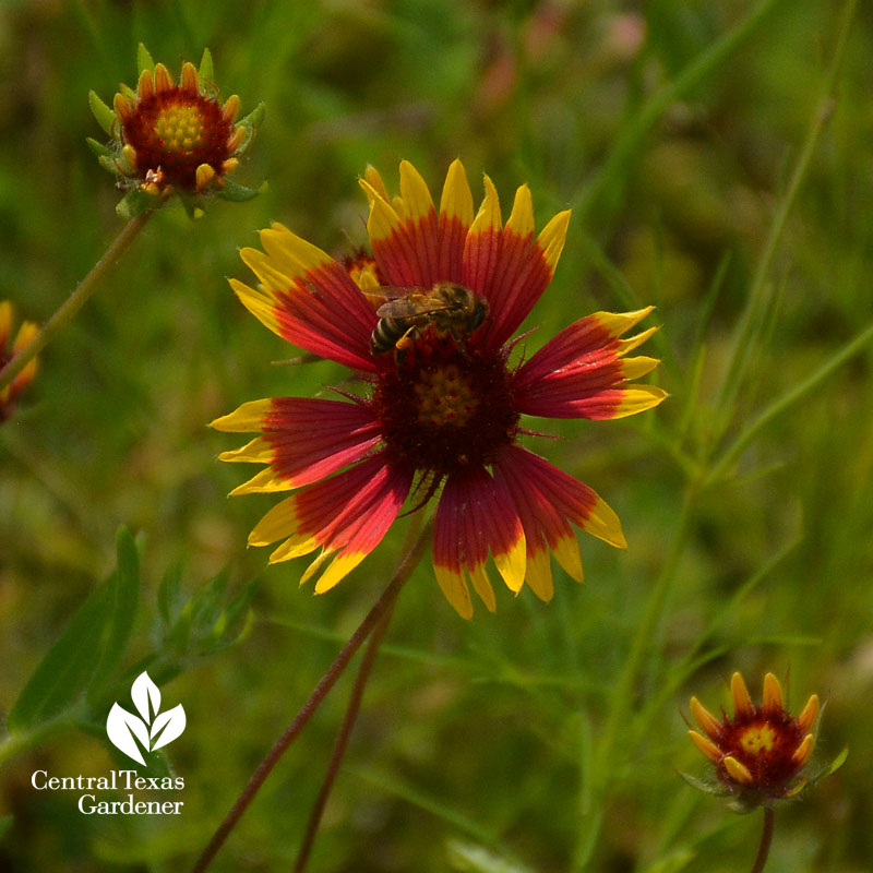 bee on Indian blanket Mueller prairie