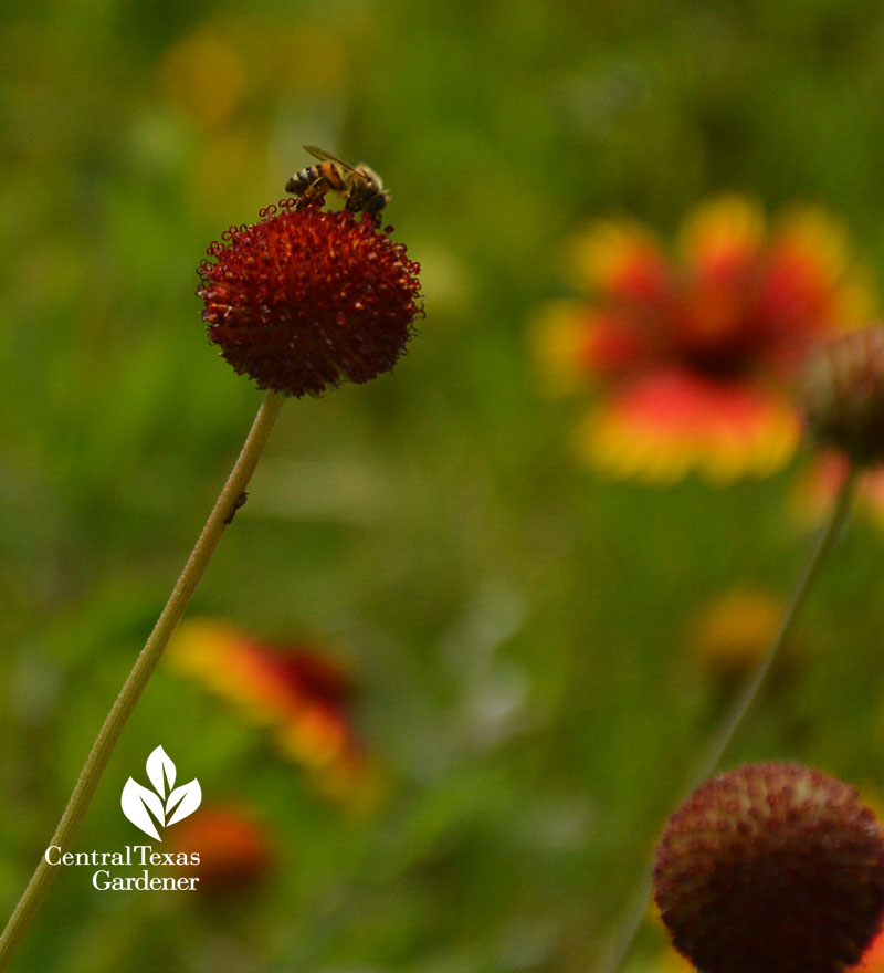 bee on Indian blanket seed head Mueller prairie 