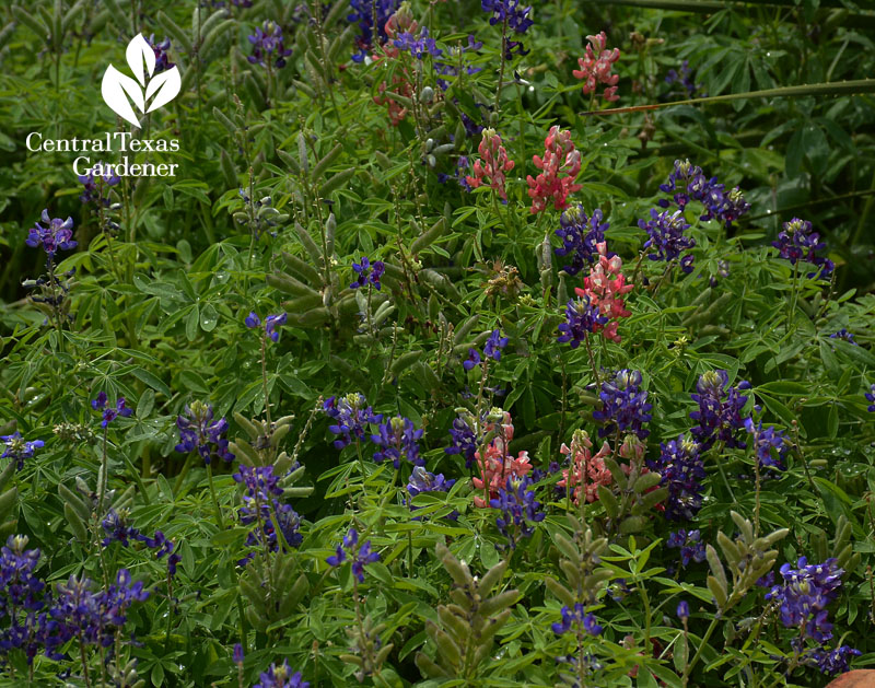 maroon bluebonnets UT