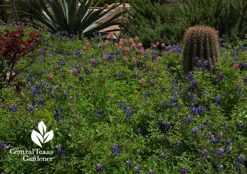 maroon bluebonnets at UT