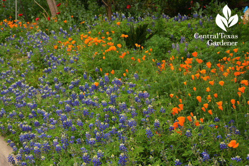 bluebonnets california poppies front yard instead of lawn 