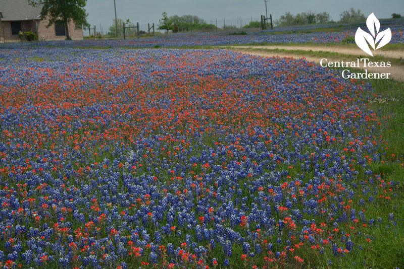 Bluebonnets Indian paintbrush prairie restoration central texas 
