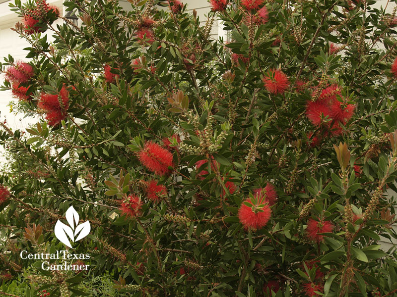 bottlebrush tree central Texas 