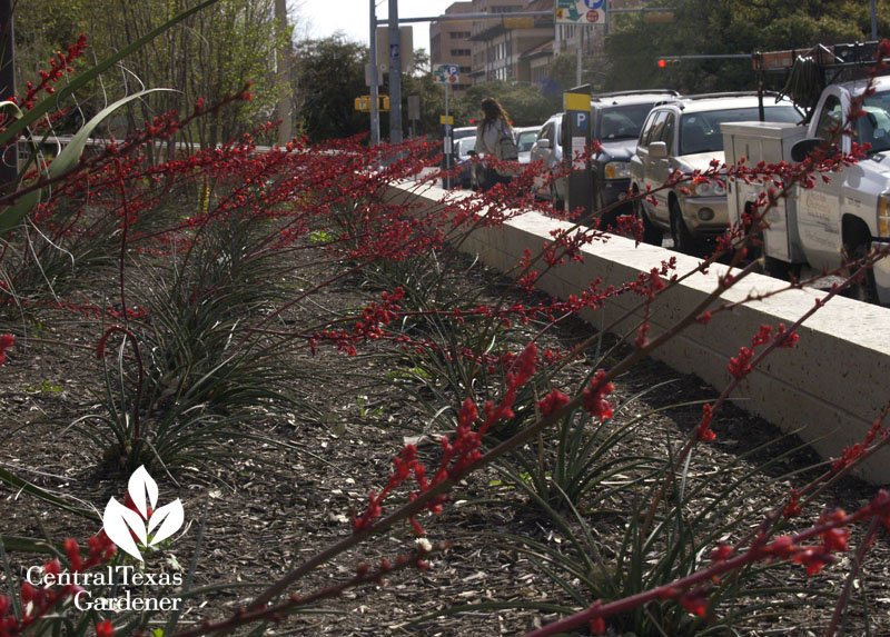 brakelights hesperaloe stops traffic at UT brakelights hesperaloe stops traffic at UT