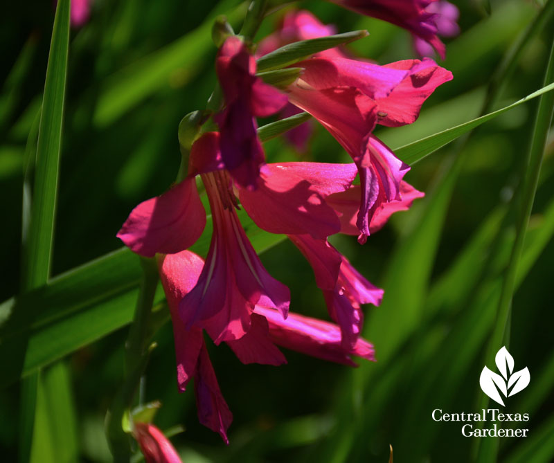 byzantine gladiolus austin garden 