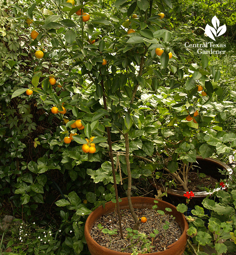 calamondin in pot austin texas 